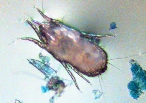 Dust Mite Life Cycle