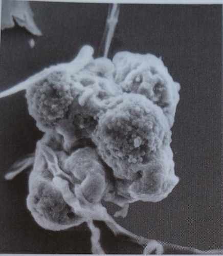 Dust Mites Recycling Fungi