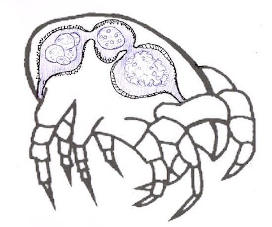 Dust Mite Allergy Symptoms