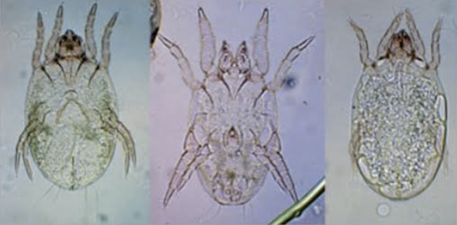 Dermatophogoides farina mites (left, female; middle, male; right larva) identified in tempura batter mix flour by microscopic inspection (original magnification x 100)